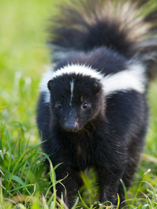 The Phantom Skunk of Sunnyvale Tavern