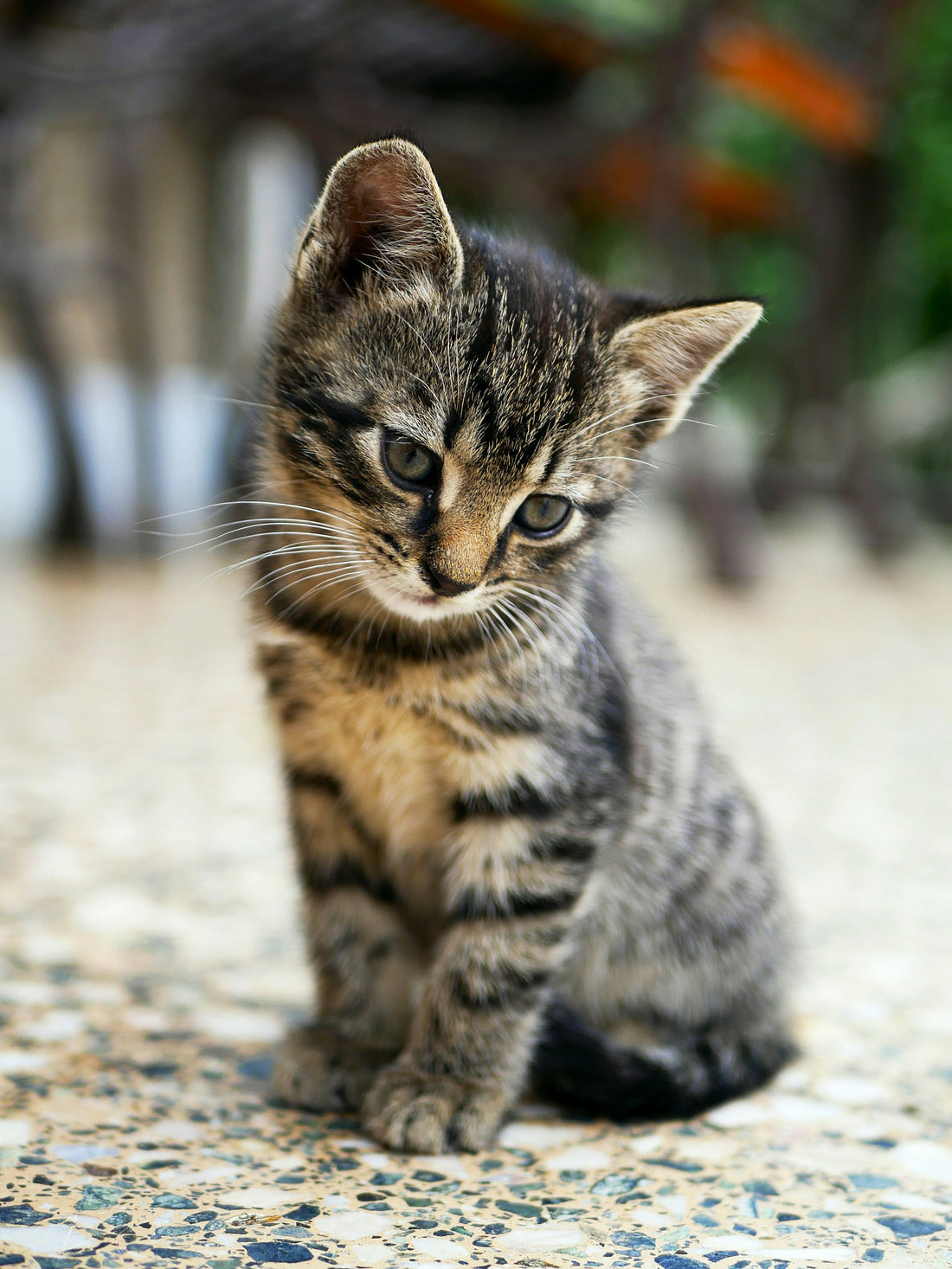 The Lost Kitten