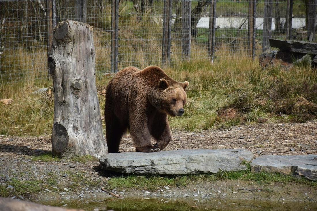 Barley Bear