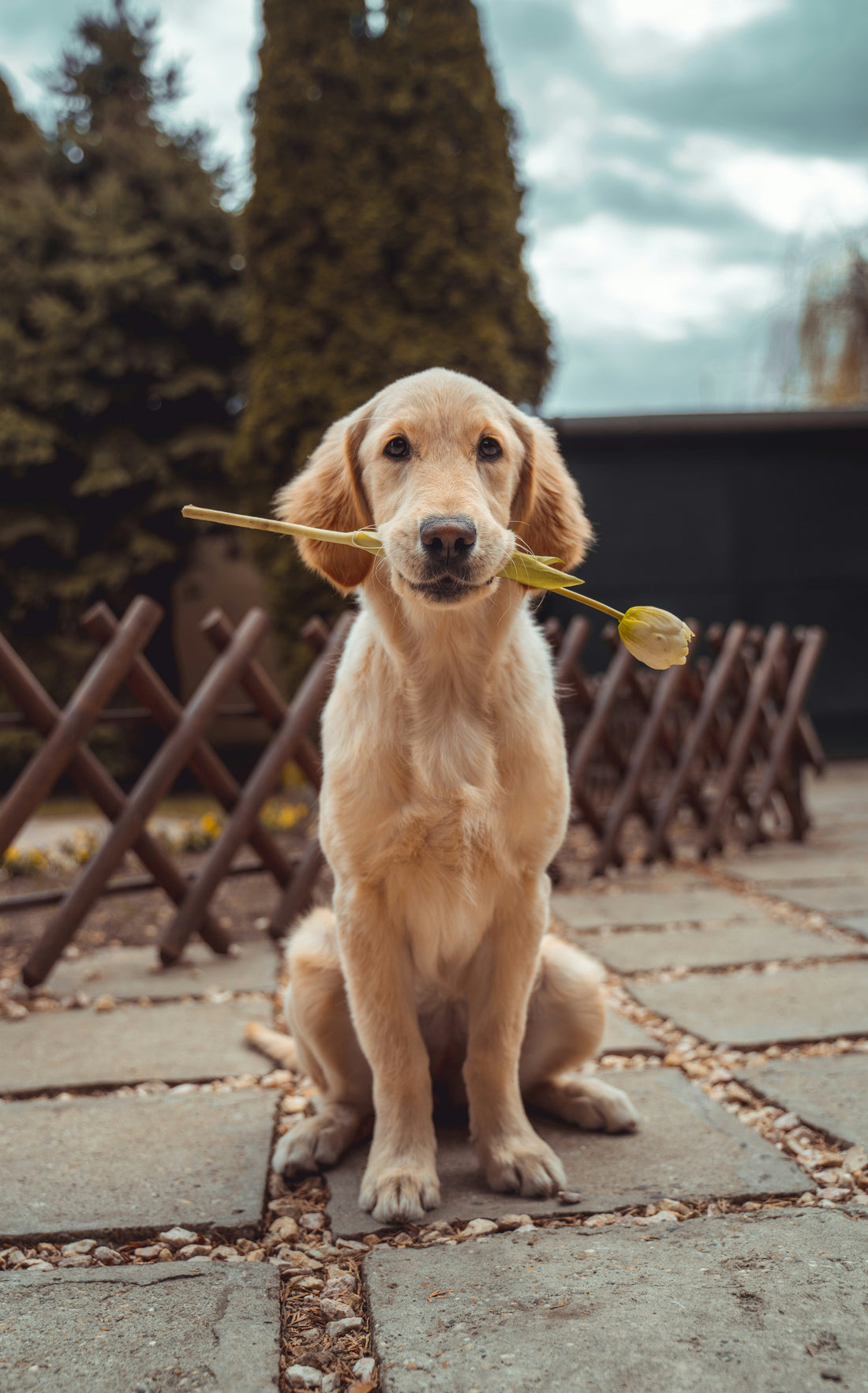 The Courageous Pup